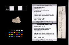 Foto (Objekt + Etikett) von Cycloprosopon sp.  (NHMW-GEO-1990-0041-0404)
